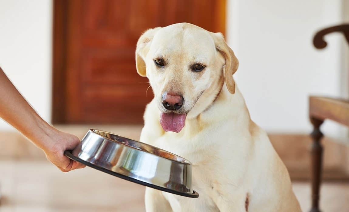 Which Features Should a Dog Food Container Have?