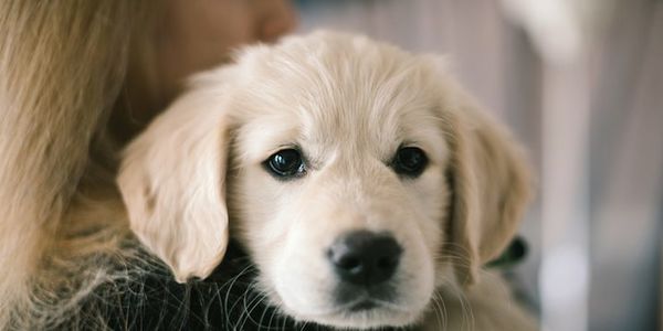 Pet Ownership: The Most Common Questions